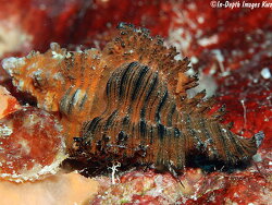 Chicoreus brunneus thumbnail