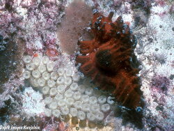 Chicoreus brunneus thumbnail