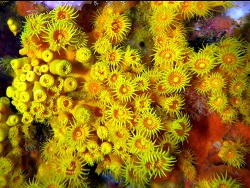Epizoanthus karenae thumbnail