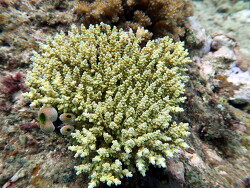 Acropora bifaria thumbnail