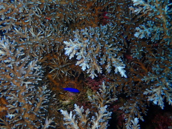 Acropora striata,Una Una, Central Sulawesi, Indonesia 2026