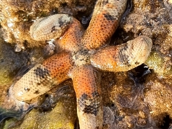 Nepanthia belcheri thumbnail