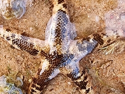 Nepanthia belcheri thumbnail