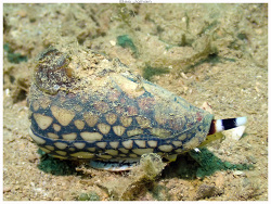 Conus marmoreus thumbnail