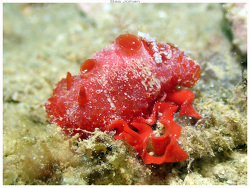 Aldisa zavorensis thumbnail