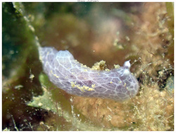 Jorunna daoulasi thumbnail