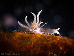 Phyllodesmium macphersonae,Tulamben, Kubu, Karangasem Regency, Bali, Indonesia 2025