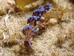 Phyllodesmium macphersonae,Sandy Beach 2023