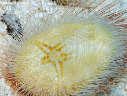 Foto: Kwajalein, Marshallinseln