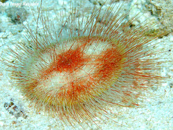 Foto: Kwajalein, Marshallinseln