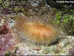 Foto: Kwajalein, Marshallinseln