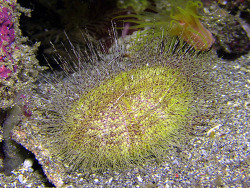Eurypatagus ovalis thumbnail