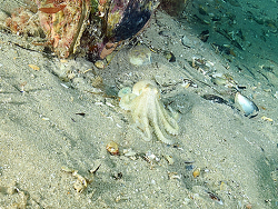Octopus berrima thumbnail