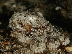 Octopus berrima thumbnail