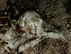 Octopus berrima thumbnail