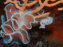 Leminda millecra thumbnail