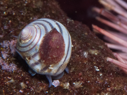 Gibbula zonata thumbnail