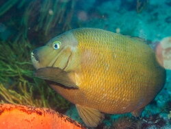 Gymnocrotaphus curvidens thumbnail