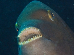 Gymnocrotaphus curvidens thumbnail