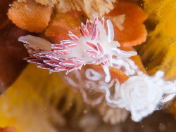 Coryphella Capensis,Dalgleish Bank, South Africa 2023 (CC-BY-SA)