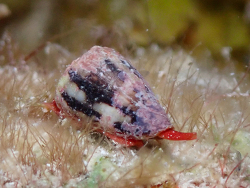 Conus Regius,West Bay, Cayman Islands 2026 (CC BY)