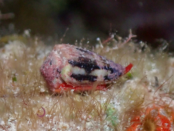 Conus regius,West Bay, Cayman Islands 2026 (CC BY)