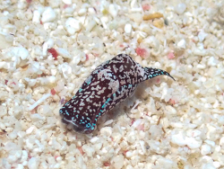 Camachoaglaja mariagordae thumbnail