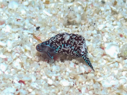 Camachoaglaja mariagordae thumbnail
