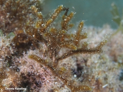 Cladostephus spongiosus thumbnail