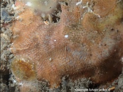 Cryptosula pallasiana thumbnail