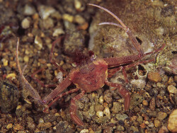 Lupocyclus philippinensis thumbnail