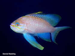 Generic placeholder thumbnail