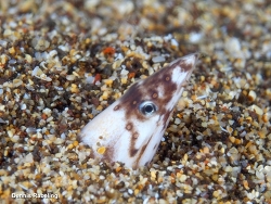 Apterichtus caecus thumbnail