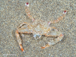 Achelous hastatus thumbnail