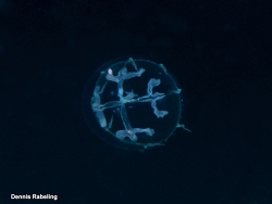 Staurodiscus arcuatus thumbnail