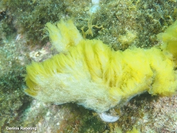 Pseudotetraspora marina thumbnail