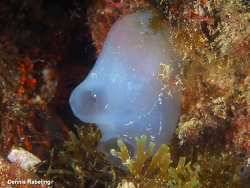Rhopalaea neapolitana thumbnail
