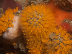 Pycnoclavella inflorescens thumbnail