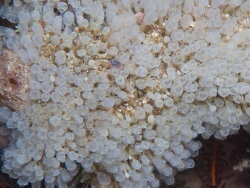 Pycnoclavella inflorescens thumbnail