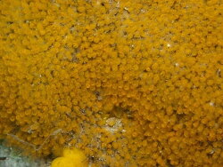 Pycnoclavella inflorescens thumbnail