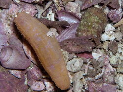 Thyone aurea thumbnail