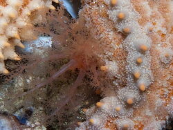 Thyone aurea thumbnail