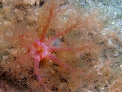 Thyone aurea thumbnail