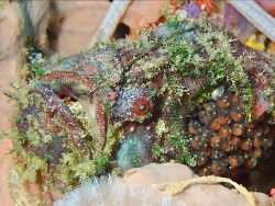 Lophiocharon lithinostomus thumbnail