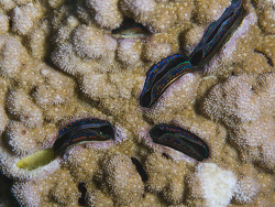 Pedum spondyloideum thumbnail