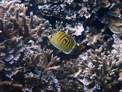 Hybrid Chaetodon pelewensis x Chaetodon punctatofascia thumbnail