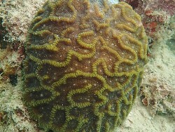 Oulophyllia crispa thumbnail
