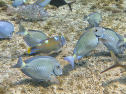 Acanthurus chirurgus,9HMM+576, Vixville Dr, West Bay, Cayman Islands 2026 (CC BY)