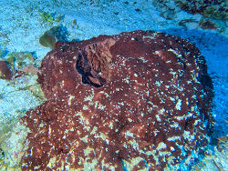 Neofibularia nolitangere thumbnail