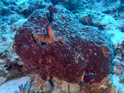 Neofibularia nolitangere thumbnail